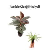 Nura Botanik Parlak Yapraklı Pembe Renkli Kauçuk Bitkisi, Kurdele Çiçeği Hediyeli