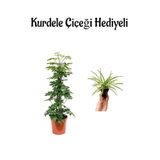 Nura Botanik Parlak Yapraklı Yeşil Şeflera Bitkisi, Kurdele Çiçeği Hediyeli