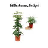 Nura Botanik Parlak Yapraklı Yeşil Şeflera Bitkisi Tül Kuşkonmaz