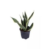 Nura Botanik Paşa Kılıcı, Saksıda, Peygamber Kılıcı, Sansevieria 30-40 cm
