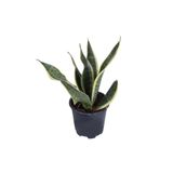 Nura Botanik Paşa Kılıcı, Saksıda, Sansevieria, 30-40 cm, Yeşil