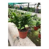 Nura Botanik Paskalya Çiçeği, Sakslı, 20-30 cm, İç Mekan Bitkisi