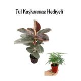 Nura Botanik Pembe Alacalı Kauçuk Bitkisi, Tül Kuşkonmaz Hediyeli, Hediyelik