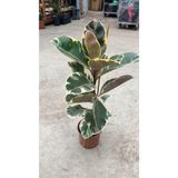 Nura Botanik Pembe Alacalı Kauçuk Çiçeği Tek Dallı 70-75 cm, İç Mekan Bitkisi