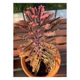 Nura Botanik Pembe Aşkın Gözyaşı Çiçeği, 10-20 cm, Saksılı