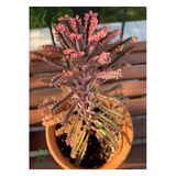 Nura Botanik Pembe Aşkın Gözyaşı Çiçeği, 10-20 cm, Saksılı