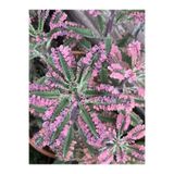 Nura Botanik Pembe Aşkın Gözyaşı Çiçeği, 5-15 cm Saksılı, Butterflies Kalanchoe
