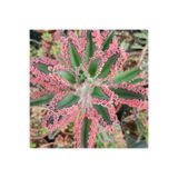 Nura Botanik Pembe Aşkın Gözyaşı Çiçeği, 5.5 cm Saksıda, 5-15 cm Değişen Boyutta