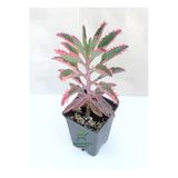 Nura Botanik Pembe Aşkın Gözyaşı Çiçeği, Kalanchoe Daigremontiana, 10-15 cm