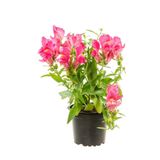 Nura Botanik Pembe Aslanağzı Çiçeği, 5-15 cm, 10 Adet Saksılı Bahçe Balkon Bitkisi, Antirrhinum
