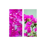 Nura Botanik Pembe Begonvil Çiçeği, 30-60 cm, Tüplü, Canlı İç Mekan Bitkisi