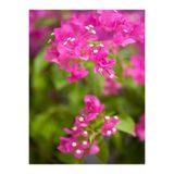 Nura Botanik Pembe Begonvil Çiçeği Fidanı, 40-60 cm, Saksılı, Bougainvillea