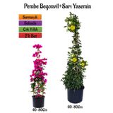 Nura Botanik Pembe Begonvil Çiçeği Fidanı + Sarı Yasemin Fidanı 2'li Bahçe Peyzaj Seti, 40-80cm