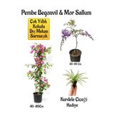 Nura Botanik Pembe Begonvil Çiçeği, Mor Salkım Ağacı Fidanı, Kurdele Çiçeği Hediyeli Bahçe Peyzaj Seti