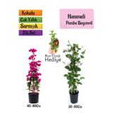 Nura Botanik Pembe Begonvil, Kokulu Hanımeli Çiçeği, Buz Çiçeği Hediyeli 3'lü Peyzaj Seti