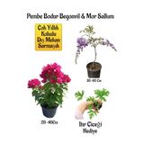 Nura Botanik Pembe Bodur Begonvil ve Mor Salkım Ağacı Fidanı Seti, Itır Çiçeği Hediyeli, 20-60 cm