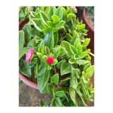 Nura Botanik Pembe Buz Çiçeği (Delosperma), 5-10 cm, 30 Adet Saksılı Çiçekli Bodur Bitki