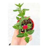 Nura Botanik Pembe Buz Çiçeği Fidanı, 10-15 cm Tüplü, Yer Örtücü Çiçekli Bodur Bitki