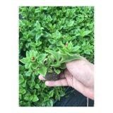 Nura Botanik Pembe Buz Çiçeği Fidesi, 40 Adet, Saksılı Tüplü, 5-10 cm, Yer Örtücü Bitki, Delosperma