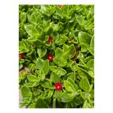 Nura Botanik Pembe Çiçekli Buz Çiçeği, 3 Adet Saksılı, 15-20 cm, Delosperma