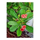 Nura Botanik Pembe Çiçekli Milli Dikenler Tacı Mini Euphorbia, 5-10 cm, Saksıda, Salon Bitkisi