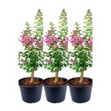 Nura Botanik Pembe Çiçekli Oya Ağacı, 3 Adet Saksıda, 40-70cm, Dış Mekan Bitkisi, Lagerstroemia İndica