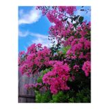 Nura Botanik Pembe Çiçekli Oya Ağacı Fıdanı, 30-60 cm, 1 Adet Saksılı, Lagerstroemia Indica
