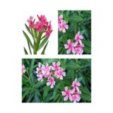 Nura Botanik Pembe Çiçekli Zakkum Fidanı, 40-60 cm, Tüplü, Pink Oleander