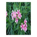 Nura Botanik Pembe Çiçekli Zakkum Fidanı, 60-100 cm, 2 Adet, Tüplü, Pink Oleander