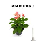 Nura Botanik Pembe Euphorbia Çiçeği, Çiçekli Bodur Bitki, Mumluk Hediyeli