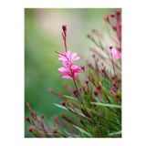 Nura Botanik Pembe Gaura Çiçeği Fidanı, 15-45 cm, Tüplü, Lindheimeri