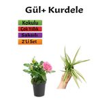 Nura Botanik Pembe Gül Fidanı + Kurdele Çiçeği, 10-20 cm, Saksılı, 2'li Set