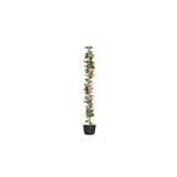 Nura Botanik Pembe Gül Fidanı, Yediveren Sarmaşık, Mis Kokulu, 70-110 cm, 3 Adet Saksılı