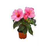 Nura Botanik Pembe Japon Gülü Çiçeği Fidanı, 40-45 cm, 1 Adet Saksılı Camellia Japonica