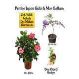 Nura Botanik Pembe Japon Gülü Çiçeği, Mor Salkım Ağacı Fidanı, Buz Çiçeği Hediyeli Bahçe Peyzaj Seti