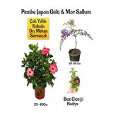 Nura Botanik Pembe Japon Gülü Çiçeği, Mor Salkım Ağacı Fidanı, Buz Çiçeği Hediyeli Bahçe Peyzaj Seti