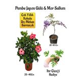 Nura Botanik Pembe Japon Gülü Çiçeği, Mor Salkım Ağacı Fidanı, İtır Çiçeği Hediyeli Bahçe Peyzaj Seti