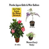 Nura Botanik Pembe Japon Gülü Çiçeği, Mor Salkım Ağacı Fidanı, Mezem Çiçeği Hediyeli Bahçe Peyzaj Seti