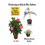 Nura Botanik Pembe Japon Gülü Çiçeği, Mor Salkım Ağacı Fidanı, Mezem Çiçeği Hediyeli Bahçe Peyzaj Seti