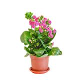 Nura Botanik Pembe Kalanşo Çiçeği, 10-20 cm, Saksılı Çiçekli Bodur Bitkiler