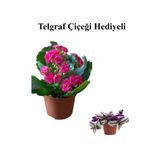 Nura Botanik Pembe Kalanşo Çiçeği, Telgraf Hediyeli, Sevgililer Günü Özel