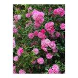 Nura Botanik Pembe Kokulu Isparta Gül Fidanı, Saksılı, 50-75cm