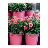 Nura Botanik Pembe Kokulu Karanfil Fidanı, 1 Adet, Saksılı, 15-30 cm, Salon Bitkisi