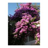 Nura Botanik Pembe Leylak Çiçeği Fidanı, 60-80 cm, 1 Adet, Saksılı Dış Mekan Bitkisi