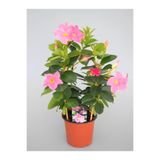 Nura Botanik Pembe Mandevilla Sandavilla Sarmaşık Bitkisi, 30-60 cm, Saksıda, Canlı Renkli Çiçekli
