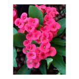 Nura Botanik Pembe Milli Dikenler Tacı, 1 Adet Saksılı, 20-40 cm, Euphorbia