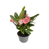 Nura Botanik Pembe Milli Dikenler Tacı Çiçeği, 15-30cm Saksılı, 1 Adet
