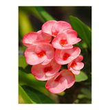 Nura Botanik Pembe Milli Dikenler Tacı Çiçeği Mega Boy, 40-60 cm, Saksılı, Euphorbia