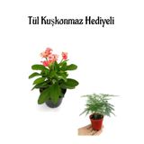 Nura Botanik Pembe Milli Dikenler Tacı Çiçeği, Tül Kuşkonmaz Hediyeli, Çiçekli Bodur Bitki