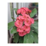 Nura Botanik Pembe Milli Dikenler Tacı Saksılı Kaktüs (Euphorbia), 20-40 cm, Ofis Bitkisi